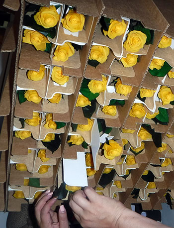 Stemmed Roses Stemmed Roses