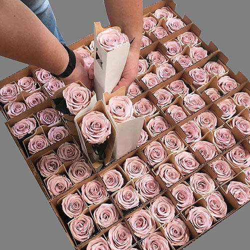 Stemmed Roses Stemmed Roses