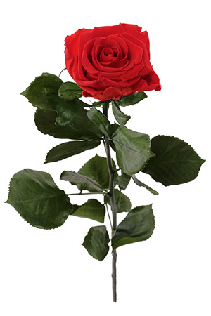 Stemmed Roses Stemmed Roses