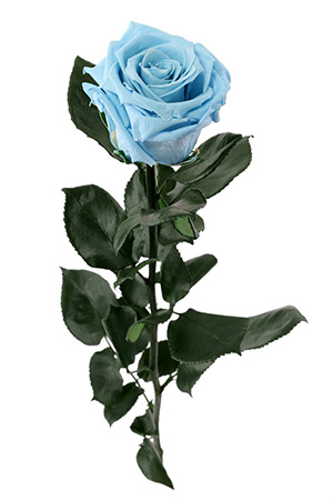 Stemmed Roses Stemmed Roses